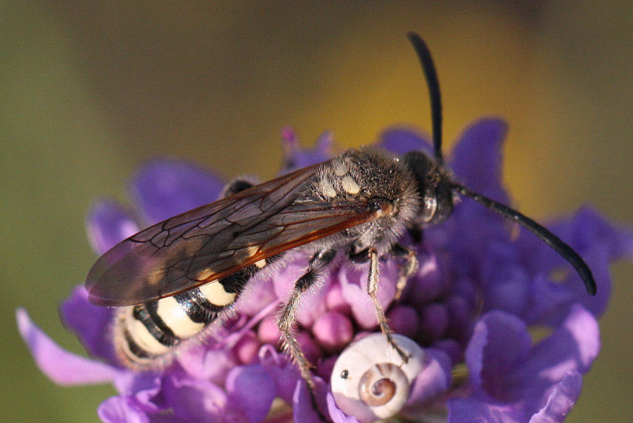 Femmina e maschi (e dormitorio) di Colpa sexmaculata