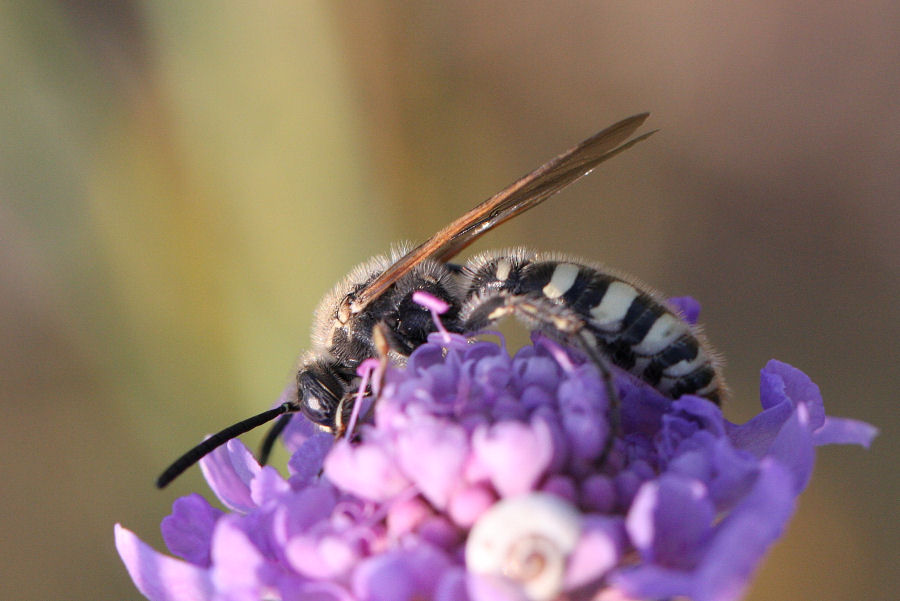 Femmina e maschi (e dormitorio) di Colpa sexmaculata