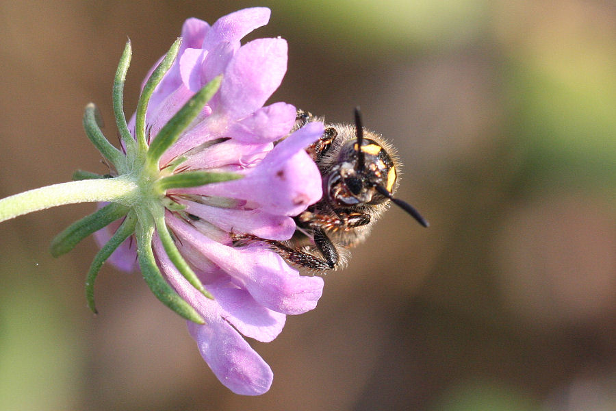 Femmina e maschi (e dormitorio) di Colpa sexmaculata