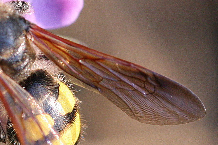 Femmina e maschi (e dormitorio) di Colpa sexmaculata