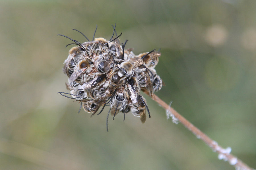 Dormitori di maschi di Eucera cfr longicornis