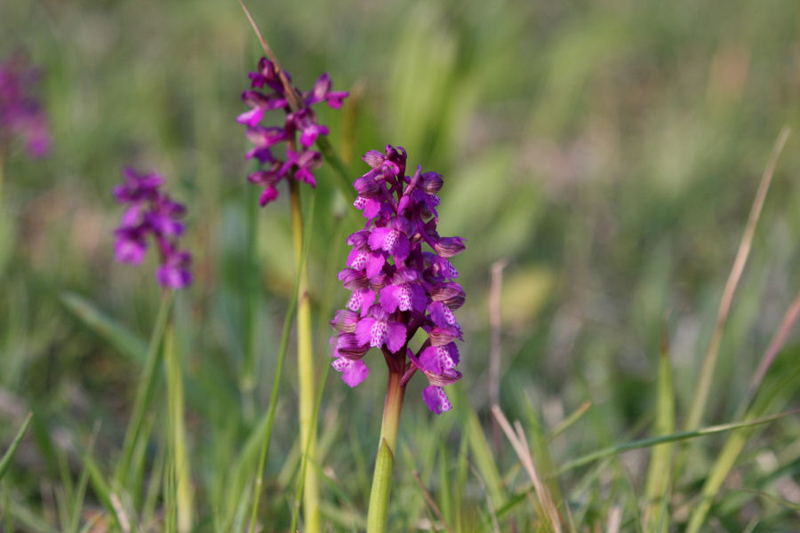 Orchis morio?