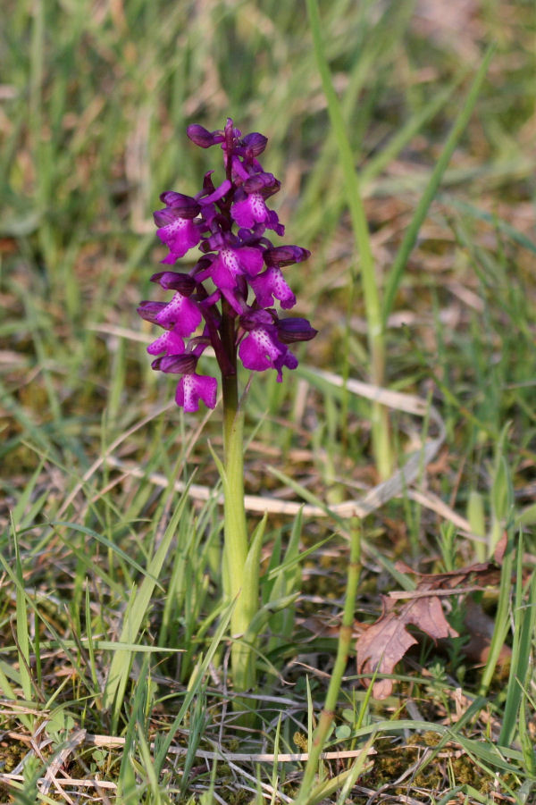 Orchis morio?