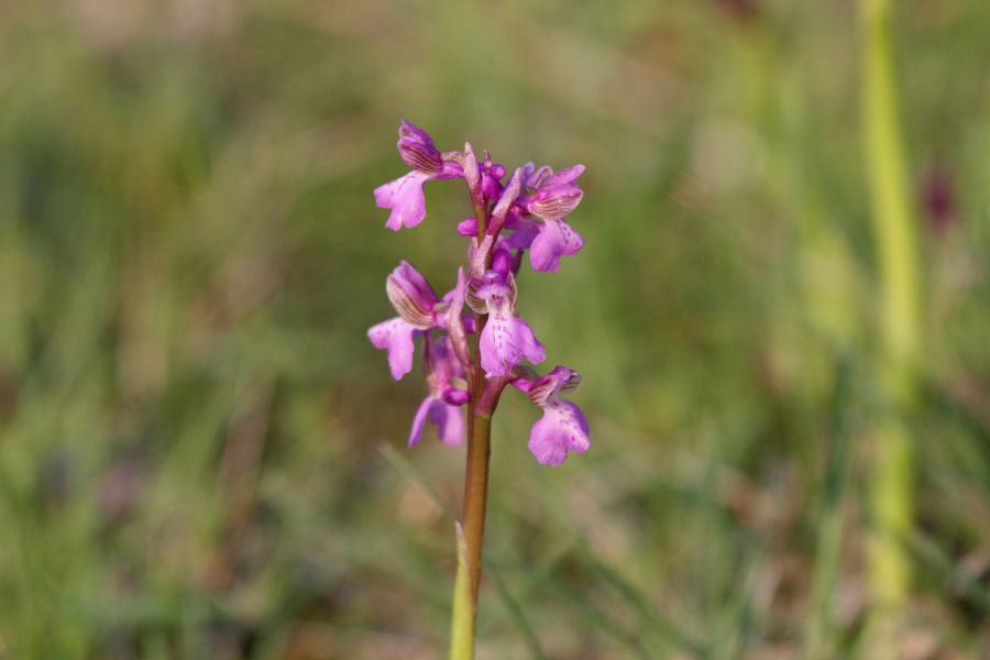 Orchis morio?