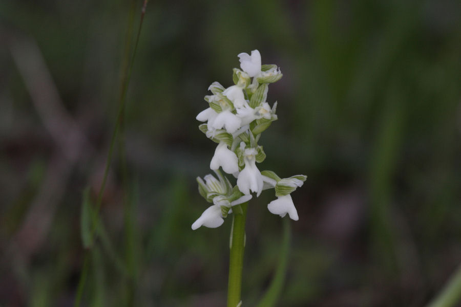 Orchis morio?