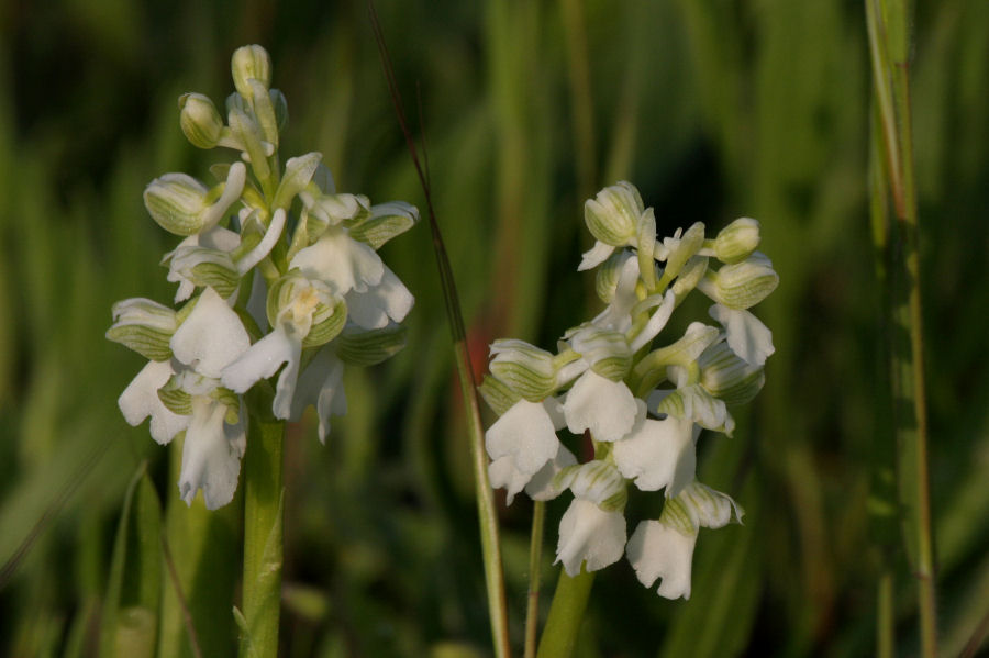 Orchis morio?