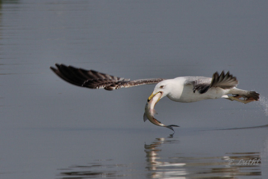 Pesca grossa