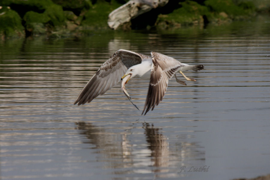 Pesca grossa