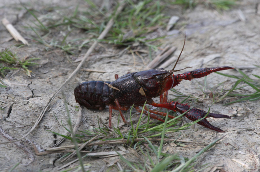 Procambarus clarkii