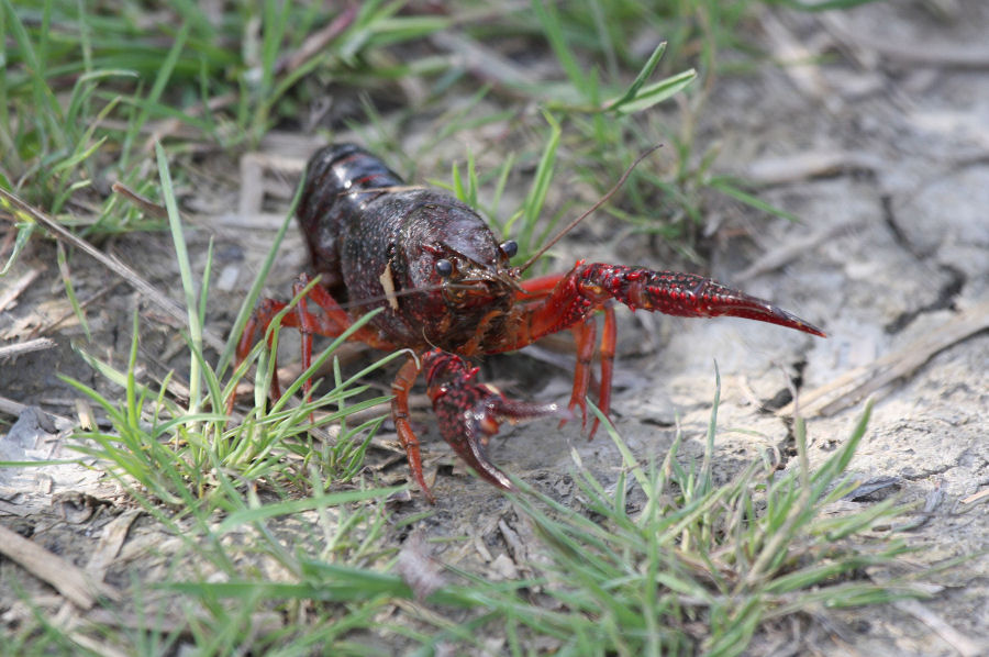 Procambarus clarkii