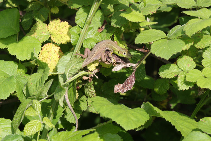 Identificazione lucertola