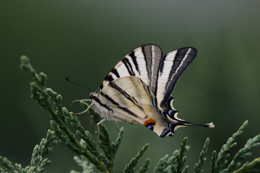 Iphiclides podalirius