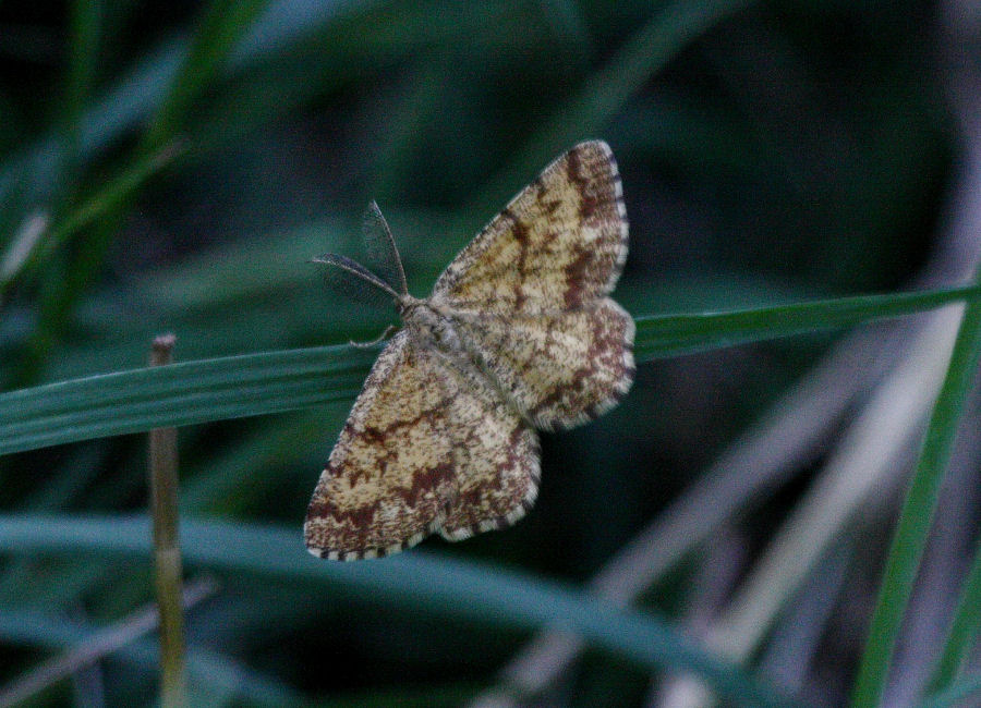 Identificazione - Ematurga atomaria