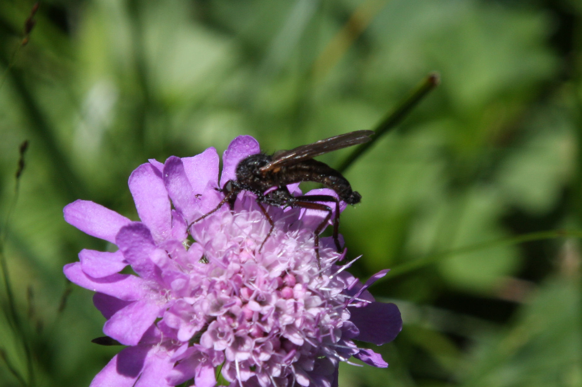 Empis sp. (Empididae)