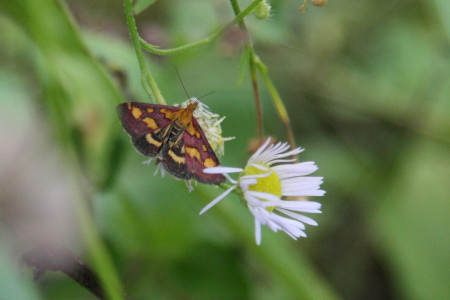 Pyrausta purpuralis (Crambidae)