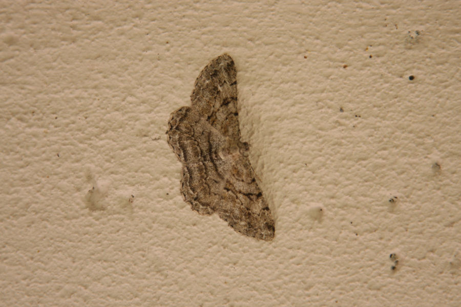 aiuto id geometridae - Peribatodes rhomboidaria