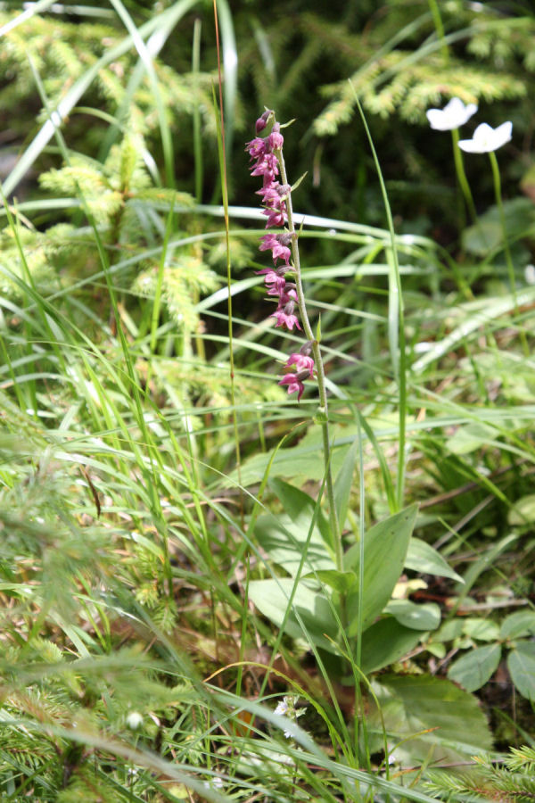 aiuto identificazione orchidee svizzere