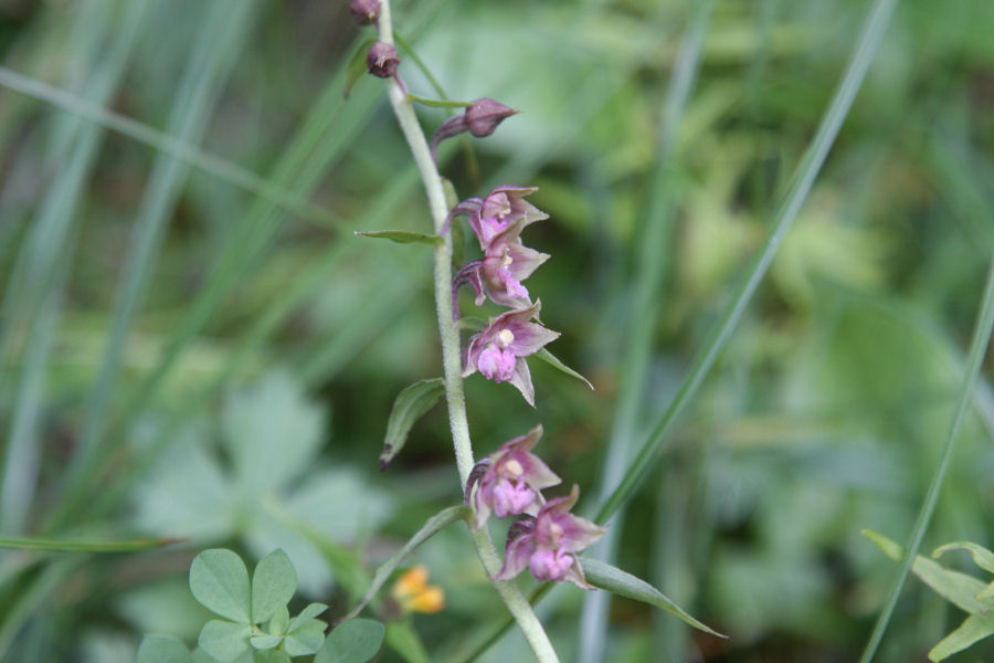 aiuto identificazione orchidee svizzere