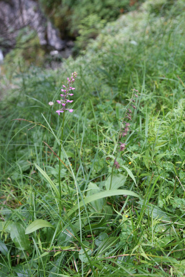 aiuto identificazione orchidee svizzere