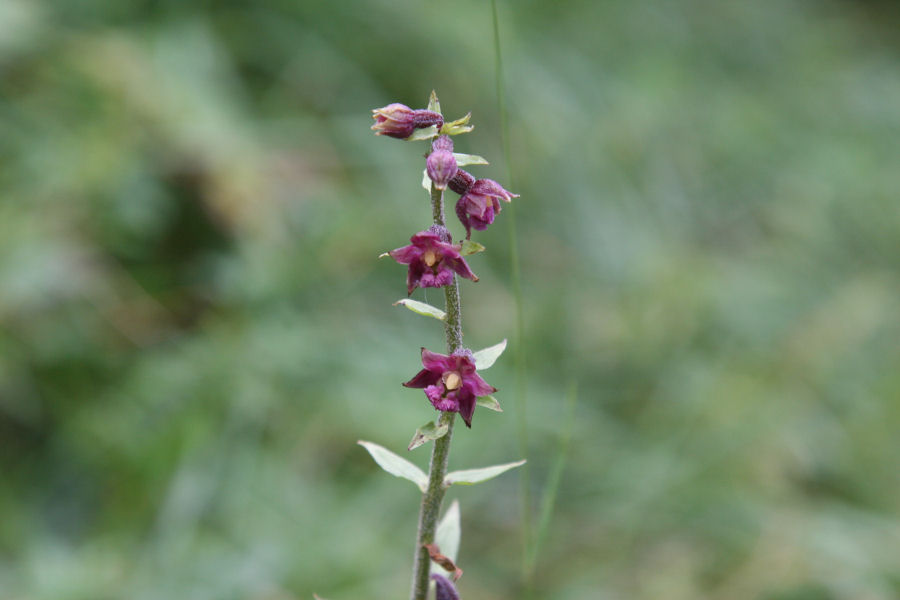 aiuto identificazione orchidee svizzere