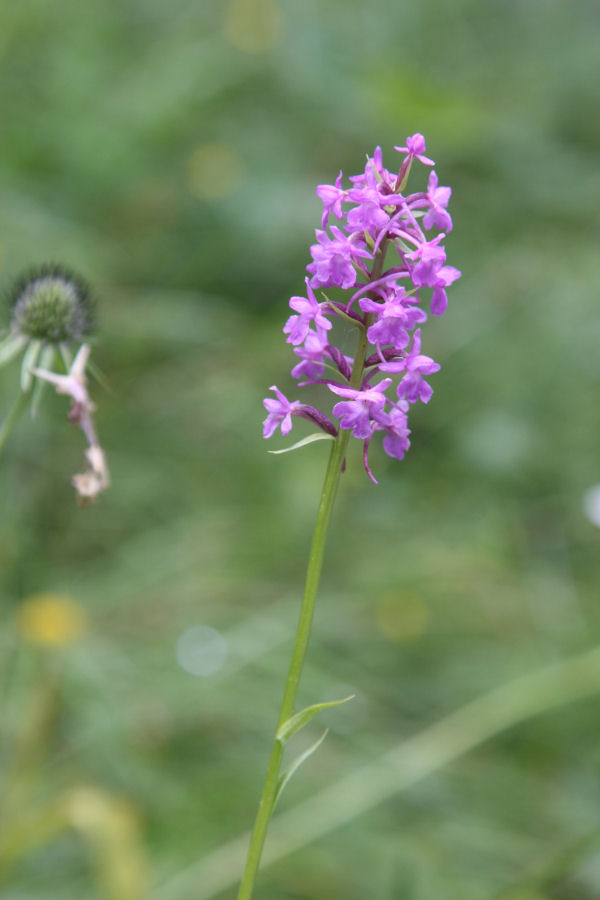 aiuto identificazione orchidee svizzere