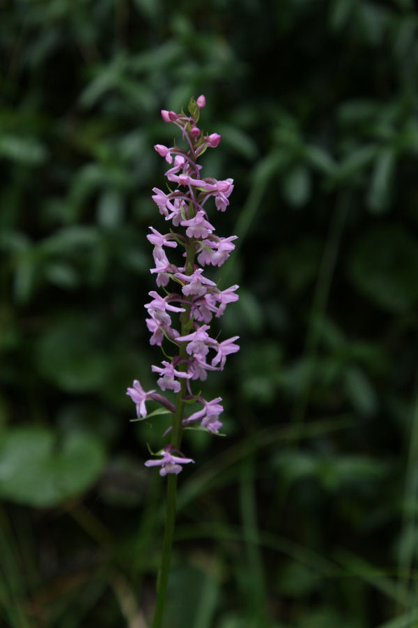 aiuto identificazione orchidee svizzere