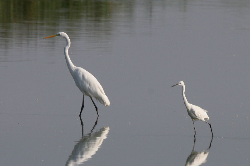 una mattinata fortunata