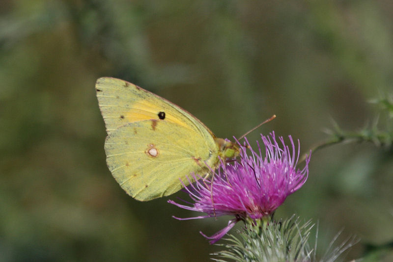 Colias