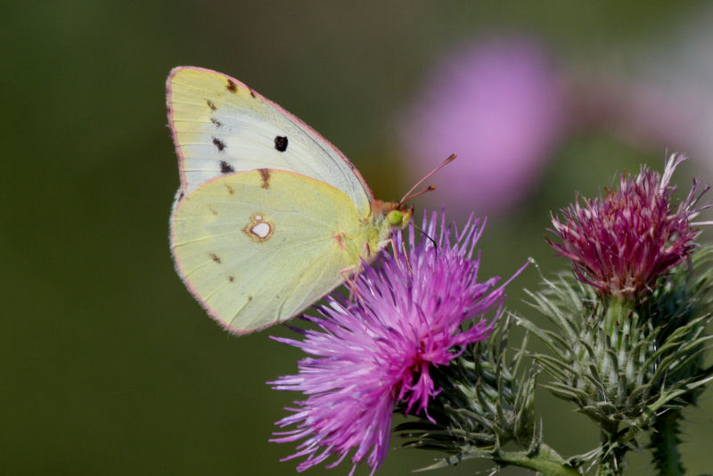 Colias