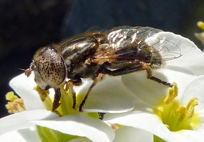 Eristalinus aeneus/sepulcralis F (Syrphidae).