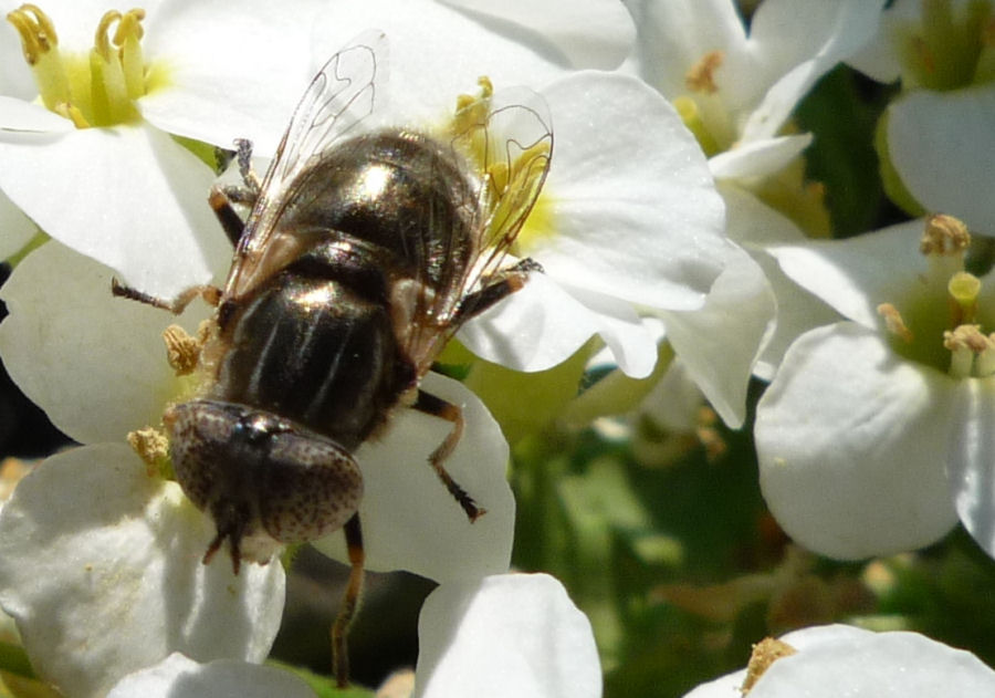 Eristalinus aeneus/sepulcralis F (Syrphidae).