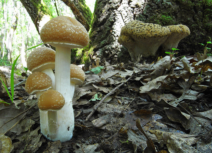 Un aiuto... (cfr. Psathyrella spintrigera)