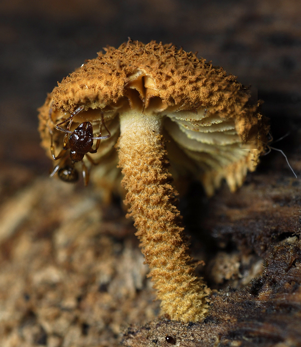 Pholiota ?.