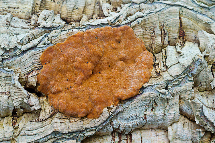 Crosta su sughera (Phellinus sp.)