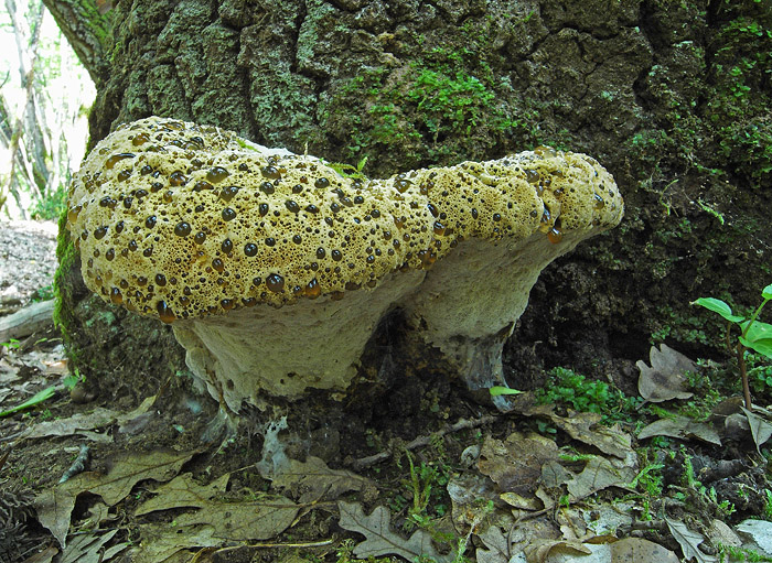 Un aiuto... (cfr. Psathyrella spintrigera)