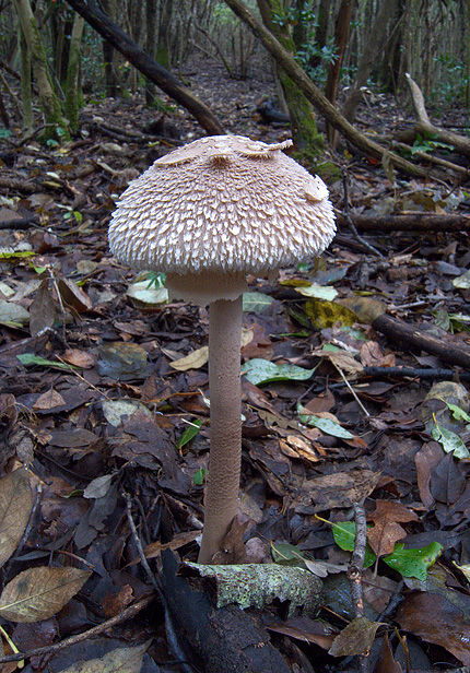 Macrolepiota konradii