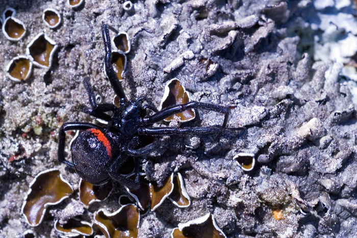 Steatoda paykulliana