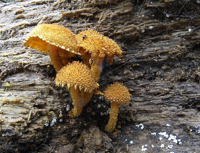 Pholiota ?.