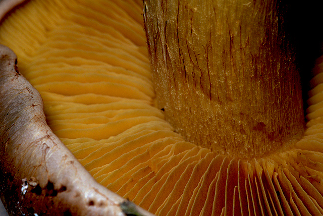 Ancora un cortinario. (cfr. C. alcalinophilus/C. aurilicis)