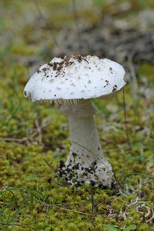 Amanita echinocephala ?