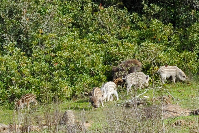 Cinghiale rarit ?