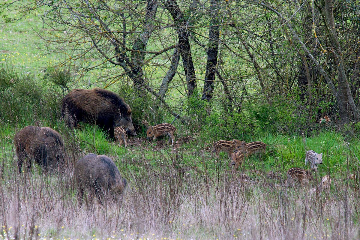 Cinghiale rarit ?