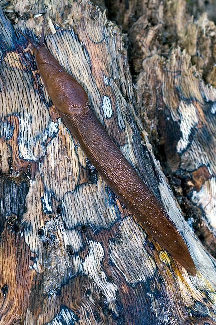 Limax toscano del corsicus-gruppo da Tirli (GR)