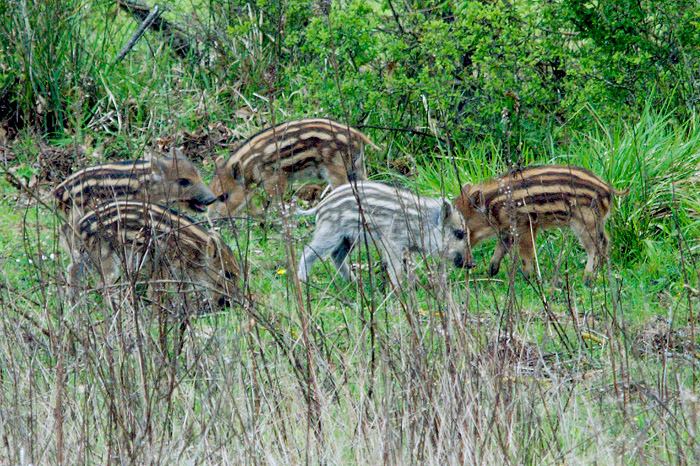 Cinghiale rarit ?