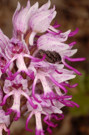 Insetti su Orchis simia