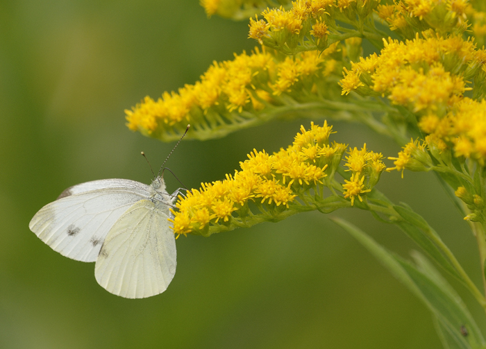 Solidago canadensis