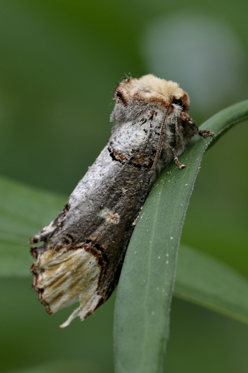 Phalera bucephala