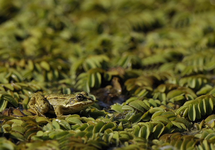 Identificazione rane - Pelophylax sp. (prov. Lodi)