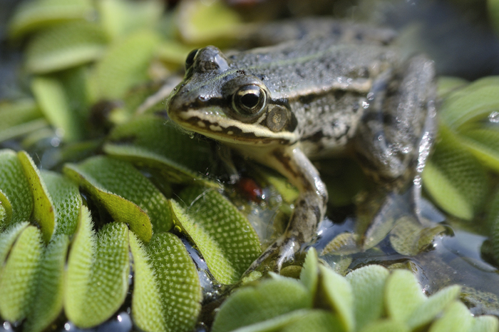 Identificazione rane - Pelophylax sp. (prov. Lodi)