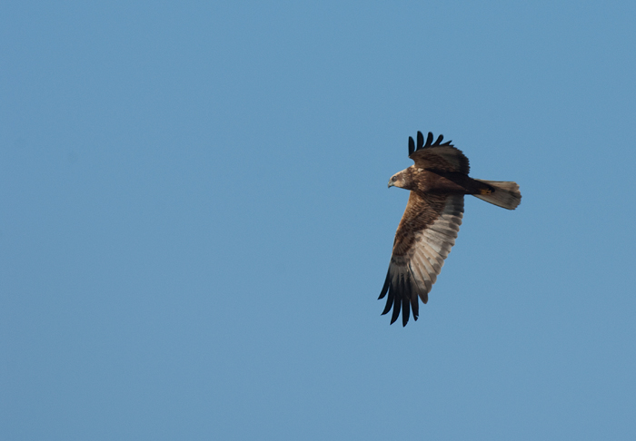 Identificazione rapace